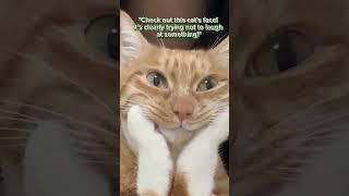 the facial ekspression of a cat #shorts