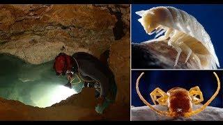 Movile Cave | The Only Place On Earth Like Mars Habitat