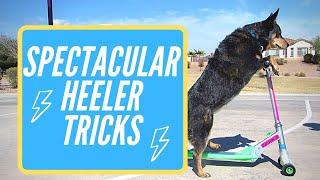 Bella the Blue Heeler's Spectacular Dog Tricks