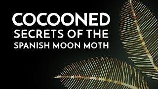 Cocooned - Secrets of the Spanish Moon Moth - Documentary