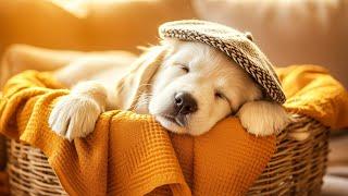 Chill Your Dog Out With Soothing Music Music for Stressed Dogs  Reduce Separation Anxiety