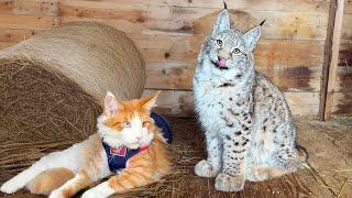 THE FIRST WALK OF THE LYNX KITTEN AND THE CAT
