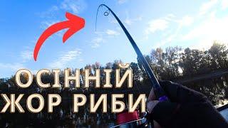 Закинув на ЯМУ і почалось! Спінінг в дугу! Риба за РИБОЮ клювала з ями! Осінній ЖОР!