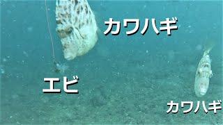 海釣り公園とっとパークの水中映像と新チャンネルの案内