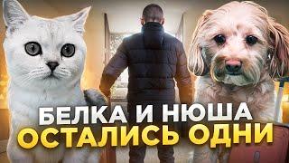 БЕЛКА И НЮША ОСТАЛИСЬ ОДНИ/ЛАЙКИ LIKE/#cat