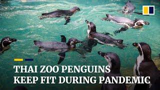 Thailand zoo penguins stay fit during Covid-19 lockdown