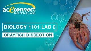 Biology Lab || Crayfish Dissection