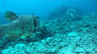 Map Puffer fish