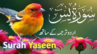 Surah Yasin ( Yaseen ) with Urdu Tarjuma | Quran tilawat | Ep1034| Quran with Urdu Hindi Translation