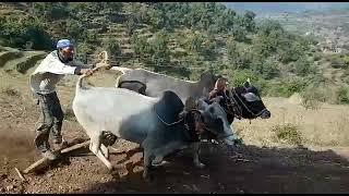 ox race in jamola Rajouri