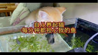 自从养起猫，每分钟都担心我的鱼