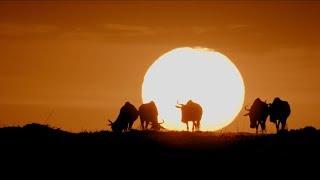 Serengeti: Nature’s Living Laboratory | HHMI BioInteractive Video