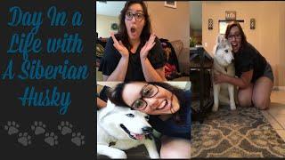 Day In A Life With A Siberian Husky | What It’s Like Having A Husky