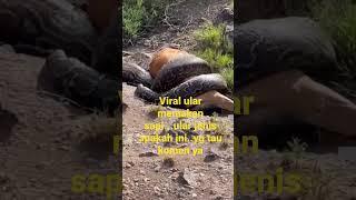 viral ular makan sapi#viral #shorts