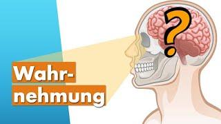 Menschliche Wahrnehmung einfach erklärt (Wahrnehmungspsychologie)