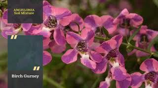 Angelonia | Angelonia Tips & Tricks | Angelonia Care | Angelonia Plant |