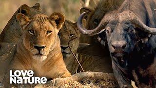 Starving Lion Pride V.S. Lone Buffalo | Love Nature