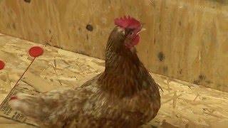 MIKE POLK CHICKEN DRAFT