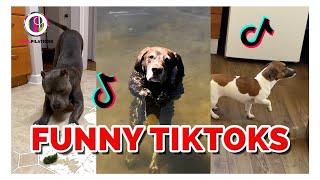 Dogs do the DARNEST things! | TikTok Coolpilation