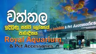 වත්තල ඉදිවුණු විශාලතම  මින්මැදුර  Royal Aquarium And Accessories