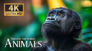 Wild Animals Around the World 4K  Discovery Relaxation Film with Peaceful Piano Music in Ultra HD