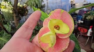 Un pequeño recorrido en nuestro Jardin #coronasdecristo #crownofthorns #euphorbia #plants #garden