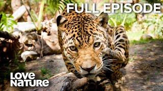 The Hunt is On: Lion, Jaguar, Snow Leopard in Action | Wild Winners Ep101