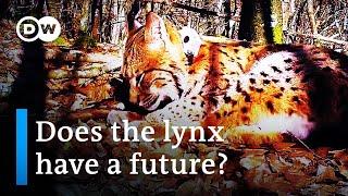 Controversy over reintroducing the lynx in Europe | DW Documentary