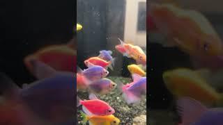 WAJIB KALIAN TAU SEBELUM MEMBELI IKAN GLOFISH TETRA #petfish #freshwaterfish #glofishtetra #fish