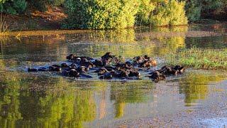 Sunrise at Ammiq Wetland: Mesmerizing Nature... Rich Biodiversity in the Bekaa Valley, Lebanon