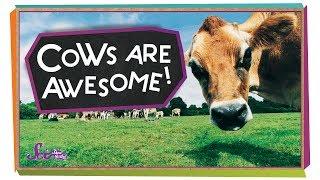 4 Reasons Cows are Awesome! | Animal Science for Kids