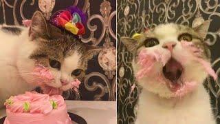 Cat VS ice cream-Cute and Funny Cat Videos Compilation2020 #22