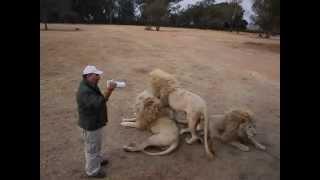 White lion grooming