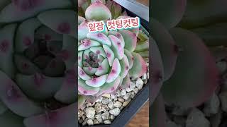 [초보다육맘] 요렇게 해보세요 多肉植物 たにくしょくぶつ Korean Succulent