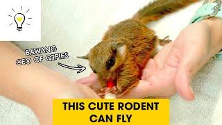 We visited a rescued flying squirrel! | Biogirl MJ