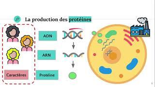 Du gène à la protéine 