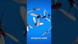 insect, mosquito, mosquito sound, 모기, 모기소리, 蚊,  @소소한ASMR , #shorts #asmr