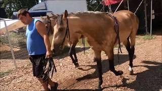 Robert Stipka jun. - horse training @ Circus Louis Knie