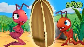 Ant Farm | Antiks  | Funny Cartoons for Kids