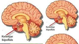 PROSES PEMBENTUKAN SPERMA