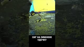 Сиг на зимнюю удочку. #рыбалка #река #осень #зимняяудочка #зима #первыйлед #первыйлёд #подсечка #сиг