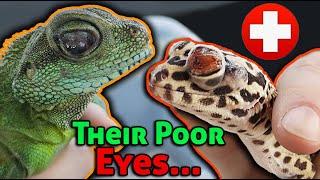 Rescuing Lizards with MAJOR Eye Infections