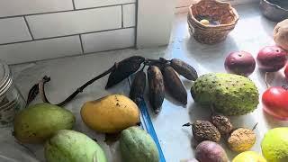 Harvesting tropical fruit in central Florida