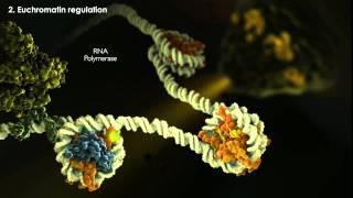 Epigenetics Tutorial