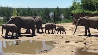 This Zoo is Underrated!!!! Visiting the Henry Dorlly zoo!!!