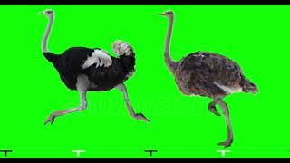 SML: Scary Ostriches (Green Screen) (Original Meme)