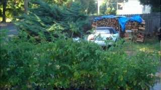 Garden Update #4 - L2Survive with Thatnub