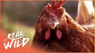 How Chickens Are Deadly Killers | The Private Life Of Chickens