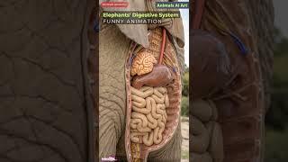Elephant Digestive System Animation | Animal Anatomy | Animals AI Art | 20
