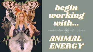 How to Begin Working with Animal Energy, Spirits, and More!